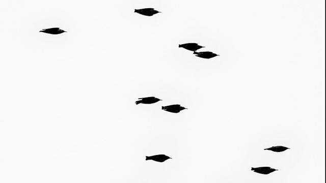 © Gianni Rossi, "Migratori", 2016 Articolo: "Altrove"